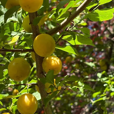 Casa de Férias Remise An Der Rennbahn - Umzaeuntes Anwesen Mit Parkplaetzen, Amzonprime, Netflix, Wii, Ps2 Hoppegarten