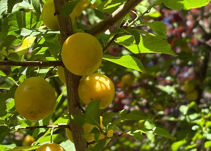 Semesterbostad Remise An Der Rennbahn - 30 Minuten Zum Alexanderplatz Und Doch Im Gruenen Hoppegarten